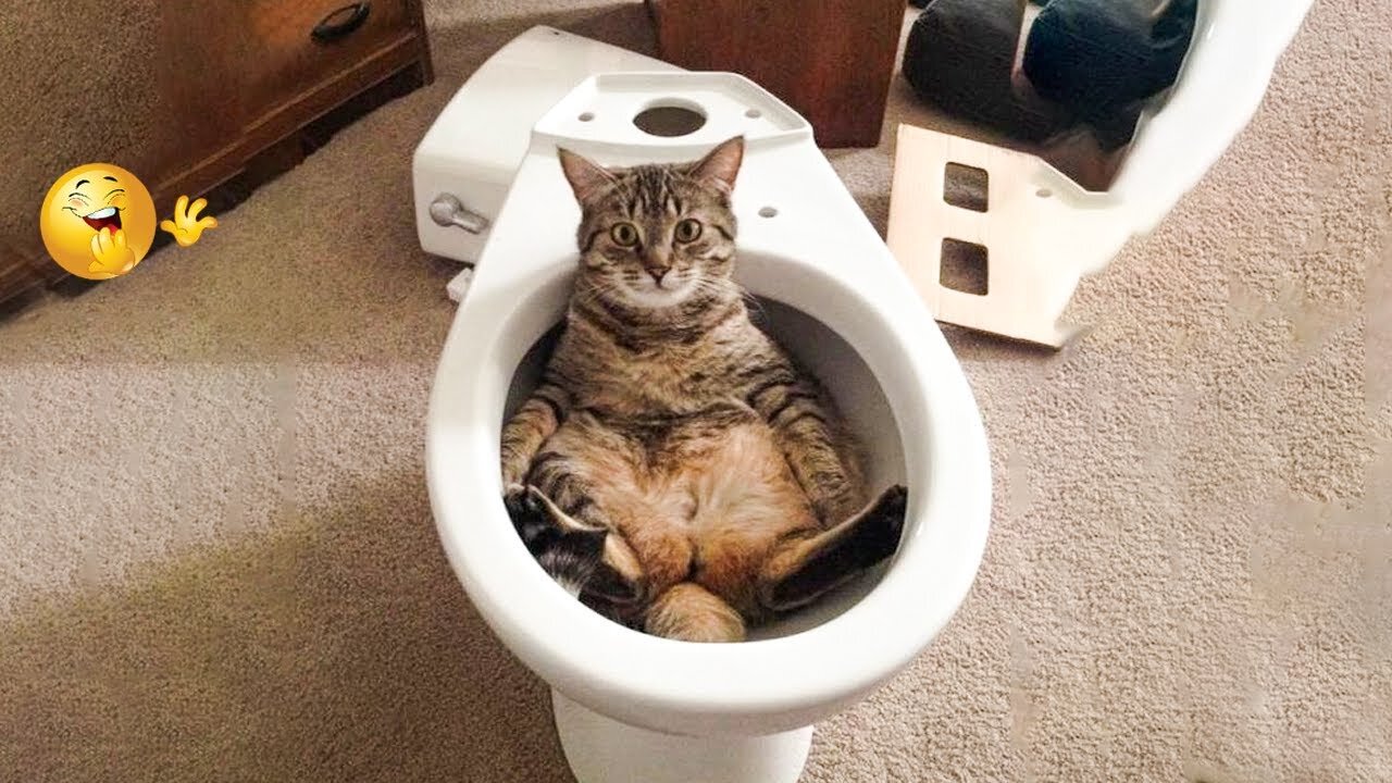 It's To LAUGH When Watching This Video OF The FUNNIEST CATS On Earth😱 - Funny Cats Life