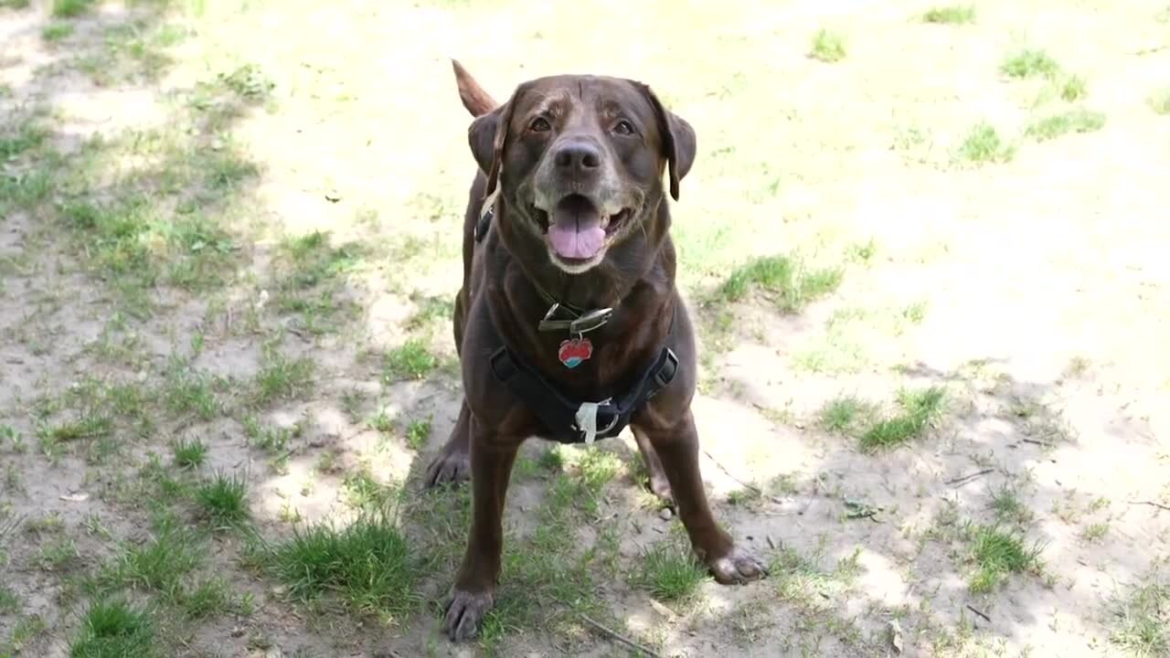 How to keep your furry friends safe during hot weather