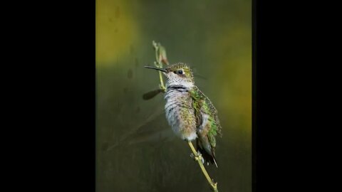 пение птиц / birds sound / nature sounds / красивая мелодия / birds #NatureShortsVideo