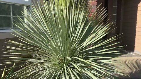 Mesmerizing leaves of a Yucca rostrata