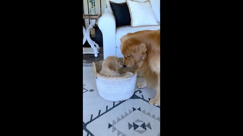 a dog meets his son for the first time - cute video