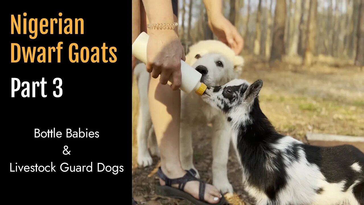 Nigerian Dwarf Goats on the Homestead Part 3: Bottle babies and Livestock Guard Dogs