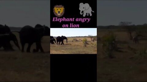 Elephant angry on lion 2022🦁#shorts #youtubeshorts #shortvideo