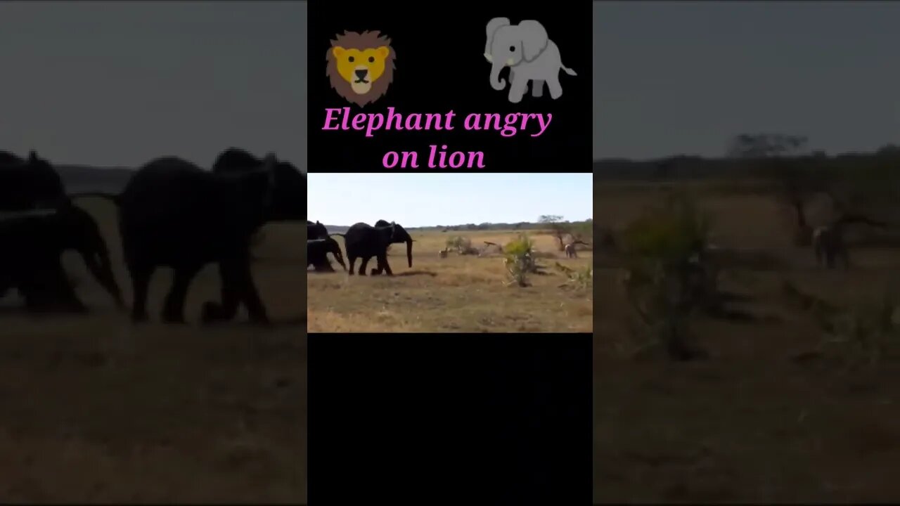 Elephant angry on lion 2022🦁#shorts #youtubeshorts #shortvideo