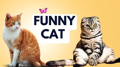 Funny Animal Complication| Episode 1