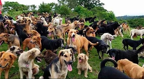 Territorial de Zaguates "Land of The Strays" Dog Rescue Ranch Sanctuary in Costa Rica