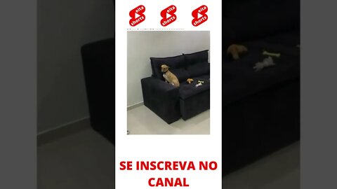 Cachorro destruindo a casa #shorts