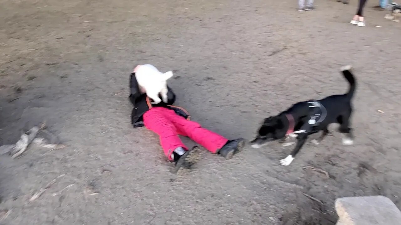 Ares Jack Russell Terrier vs A special kid ❤️