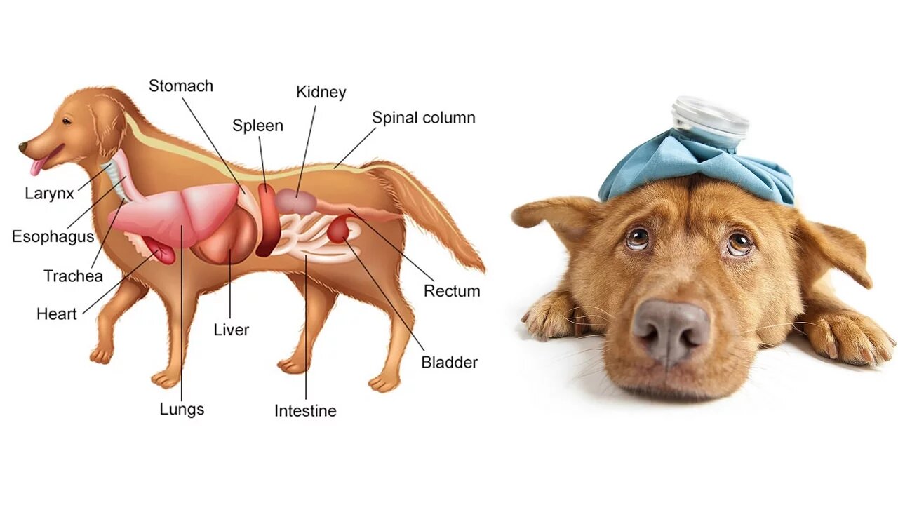 Toxic and Dangerous Foods Your Dog Should Never Eat