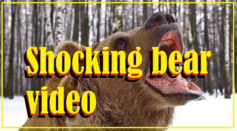 Shocking bear video
