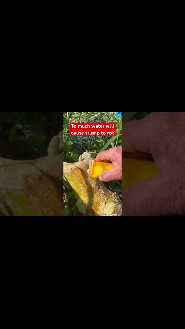 Pumpkin Stump Funky Monkey #bubba #planttips