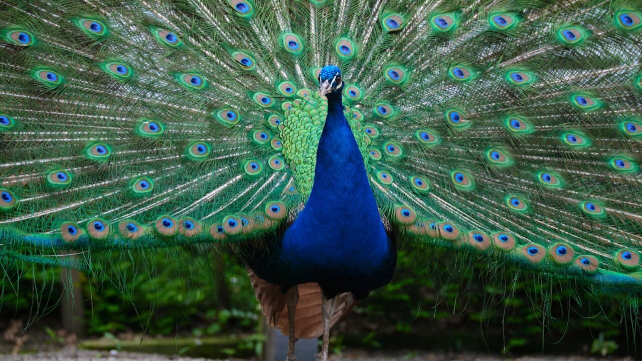 Peacock is dancing in the forest and a flock of peacocks is strolling.