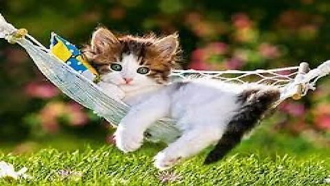 Cute Pet 2023