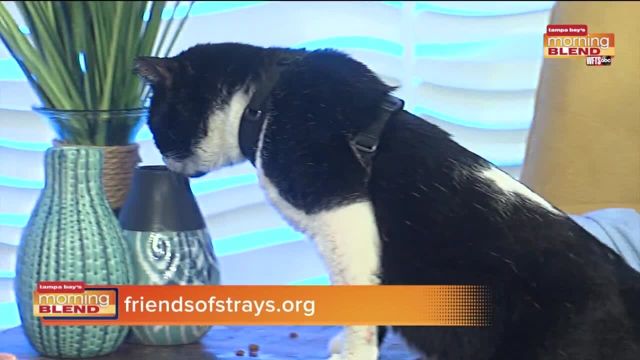 Pet Patrol | Morning Blend