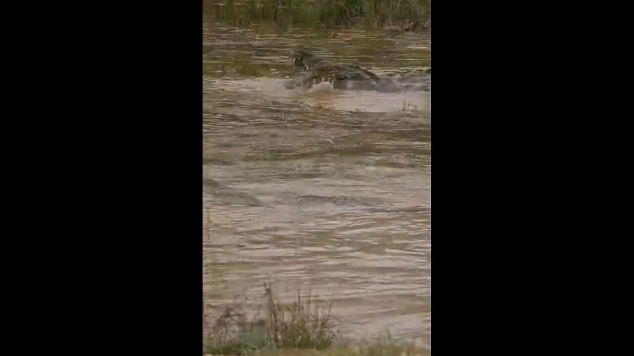 Crocodiles Battle It Out