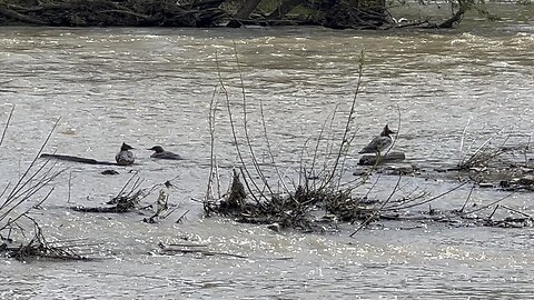 American Mergansers Humber river