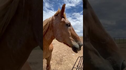 I didn’t grow up on a farm, but I sure got here as fast as I could! #shorts #shortvideo #horse #farm