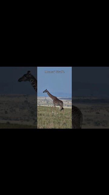 Mara North Sightings Today 29/08/22 (Lions, Cheetah, etc) | Zebra Plains | #shorts