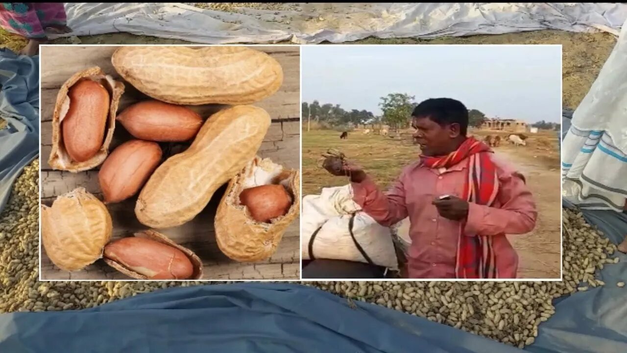 A City Full Of Raw Almonds || Badam Badam Dada Kacha Badam || @sojibbdonline