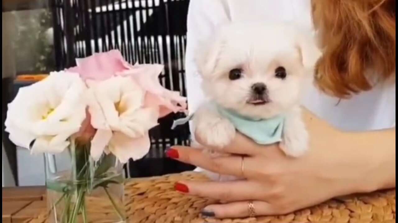 Teacup Puppy|So adorable