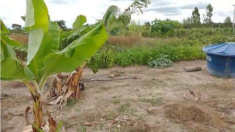 Mostrando minhas Frutíferas #Nordeste