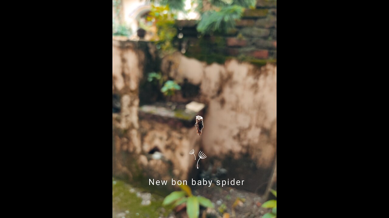 Spider New bon baby / save for your life