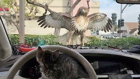 KITTEN ALMOST EATEN BY HAWK