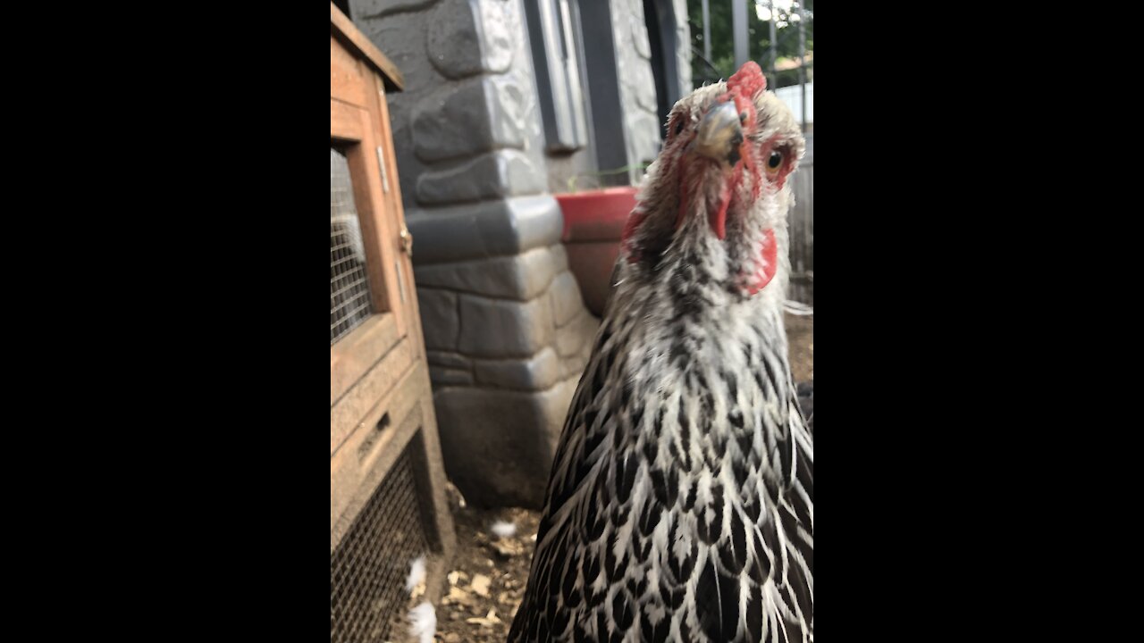 Checking Googles Chicken knowledge, can it all be trusted? 1/5