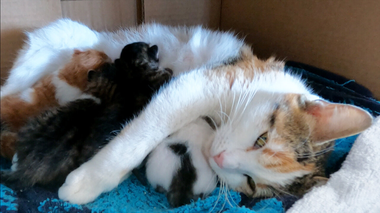 Kittens Fighting For Food [ Only 3-Days Old