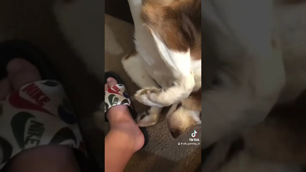 When I stop petting my dog this happens #viral #viralvideo #dog