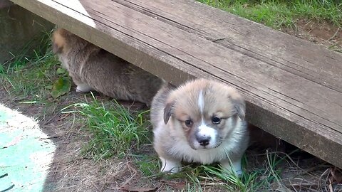 Willow's Litter 27 Days Old