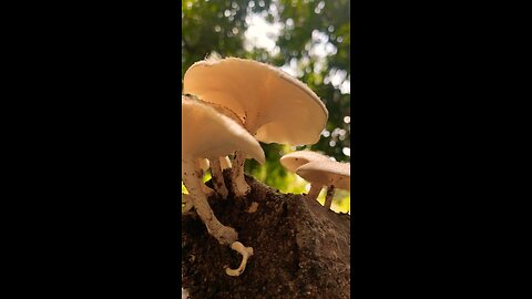 Indian Mushroom status