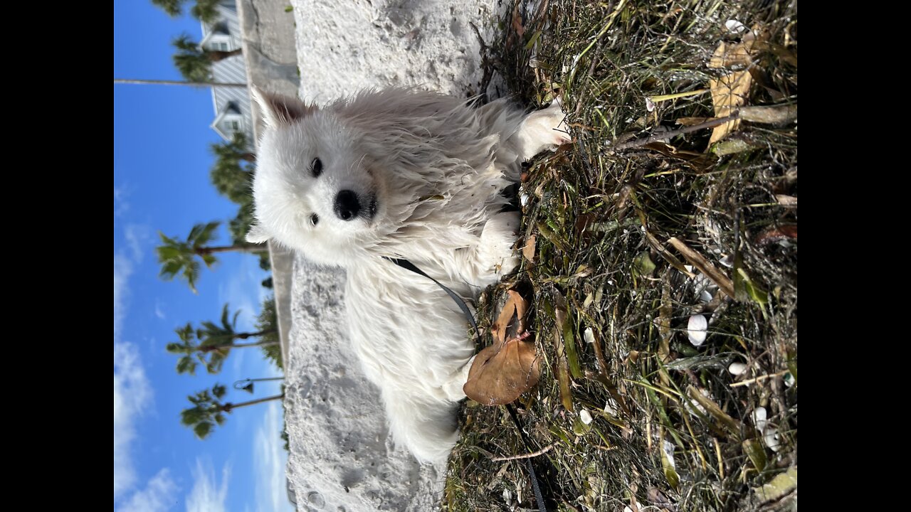 Cute Samoyed Enjoying an Egg