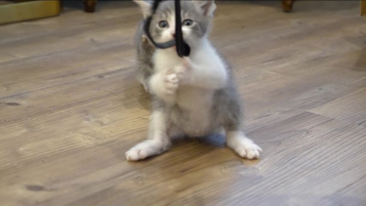 Funny and Cute Cat's Life , Cats and Owners are the best friends Videos