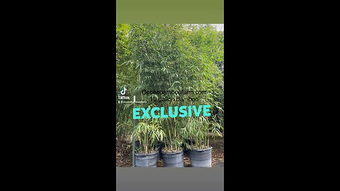 15 Gallon Graceful Bamboo 407-777-4807 Ocoee Bamboo Farm - The Place To Buy Bamboo