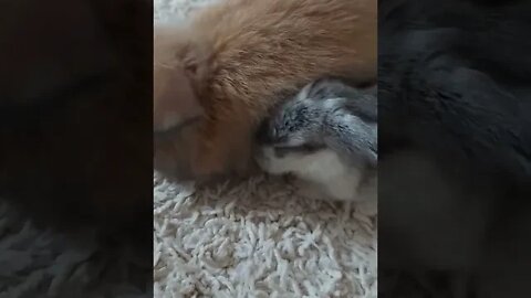 Bunny Buddies
