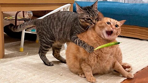 Funny animal videos 2023 - Funny cats/dogs Funny animals #part 2