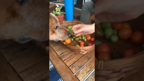 I halp..🐕🐾🍅😅 #shorts #tiktok #dog