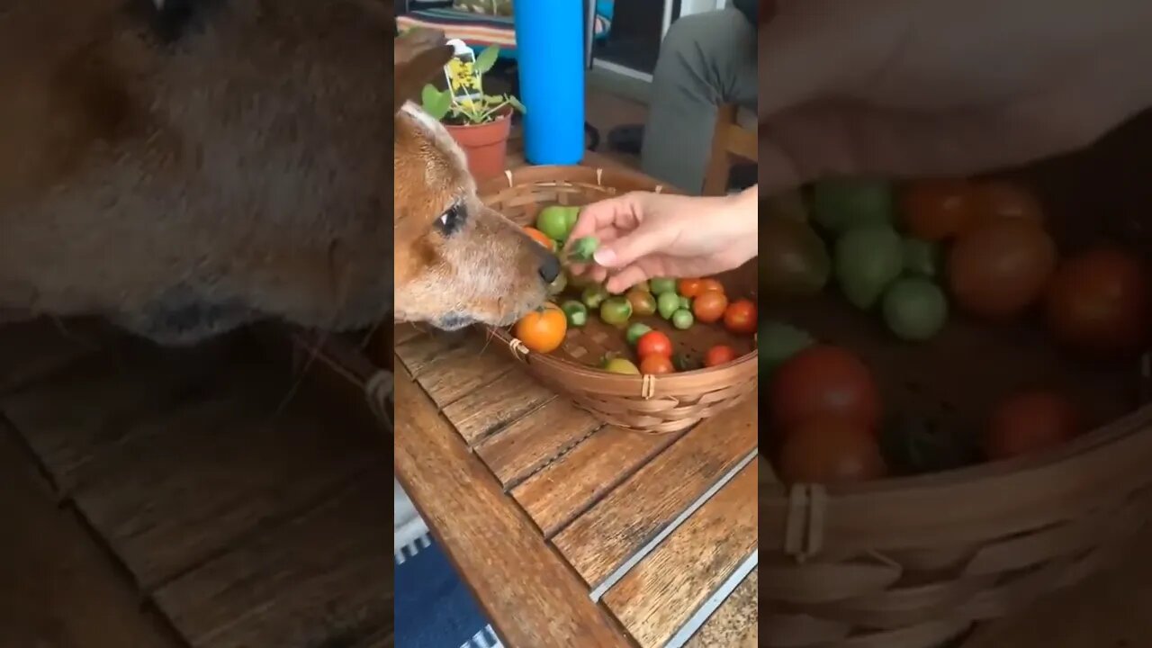 I halp..🐕🐾🍅😅 #shorts #tiktok #dog