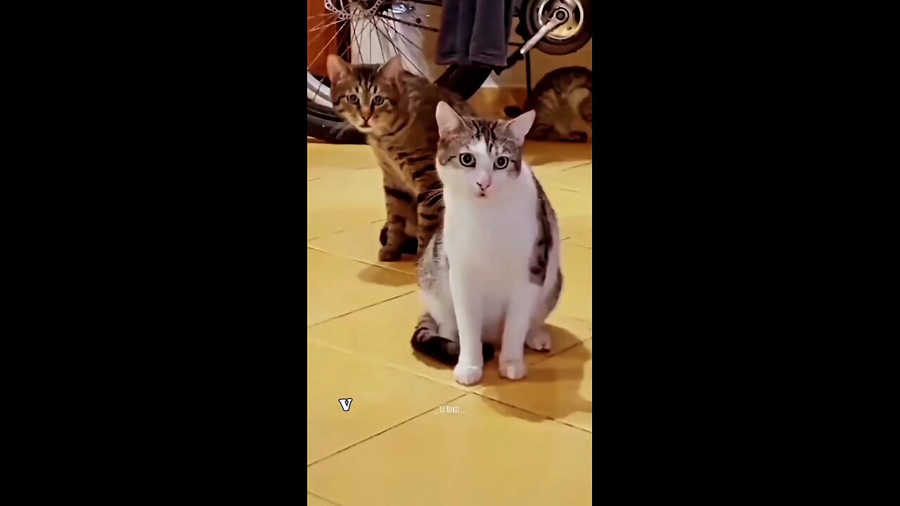 cat Funny video rumble