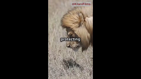 Why Lions Don't Hunt?