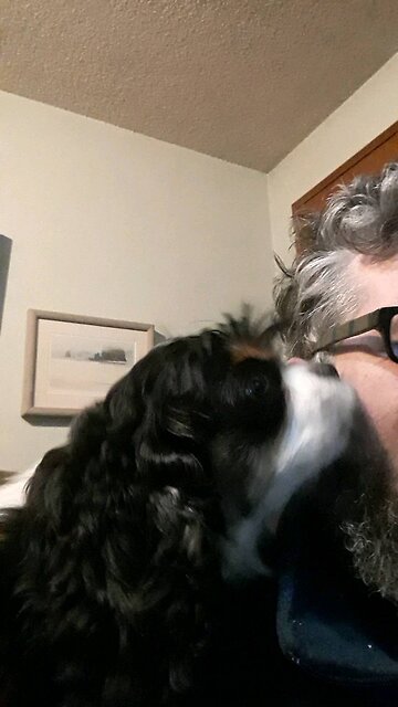Kisses from a King Charles Cavalier
