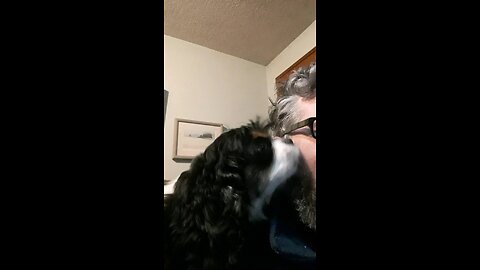 Kisses from a King Charles Cavalier