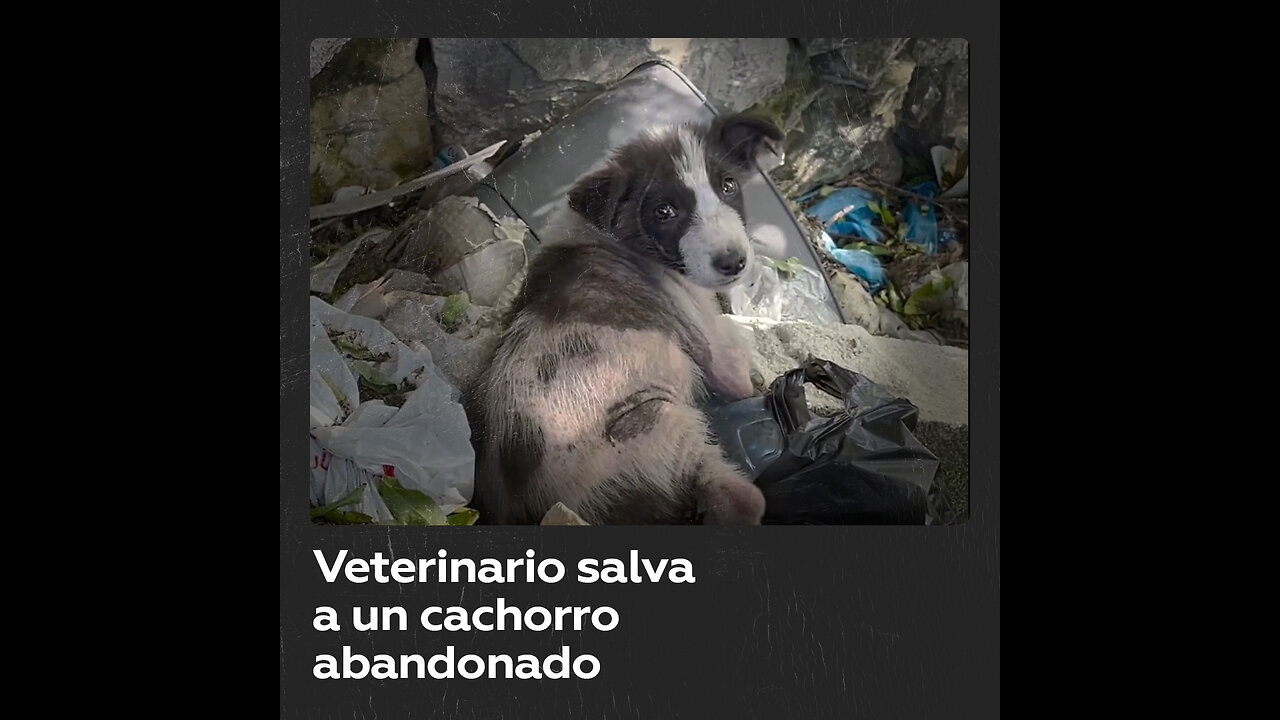 Cachorro abandonado se salva gracias a un veterinario