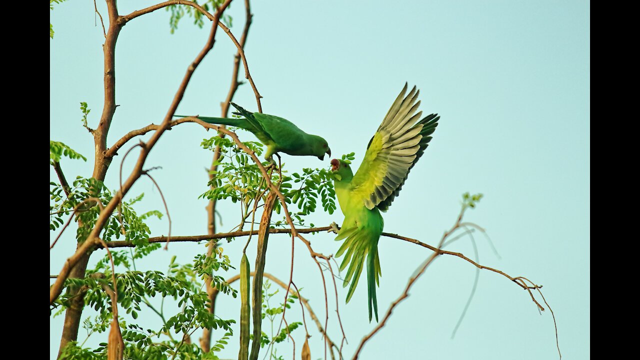 My love for birds does not end