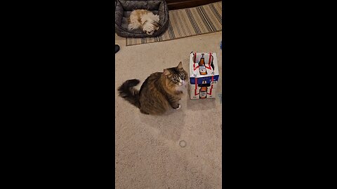 Petunia Loves To Play (Featuring Petunia The Norwegian Forest Cat)