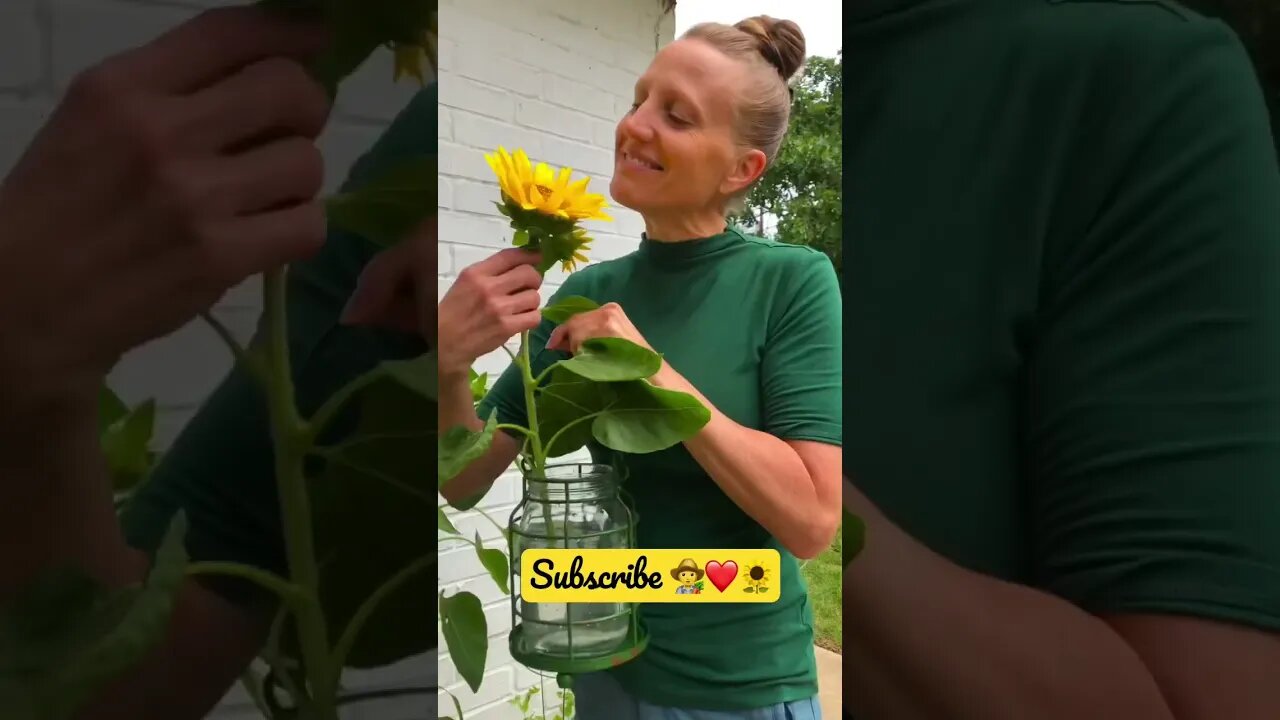 SHE HARVESTED a Beautiful SUNFLOWER for the dinner TABLE! 🧑‍🌾🌻❤️ #shorts #viral #tiktok