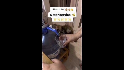 Cat service