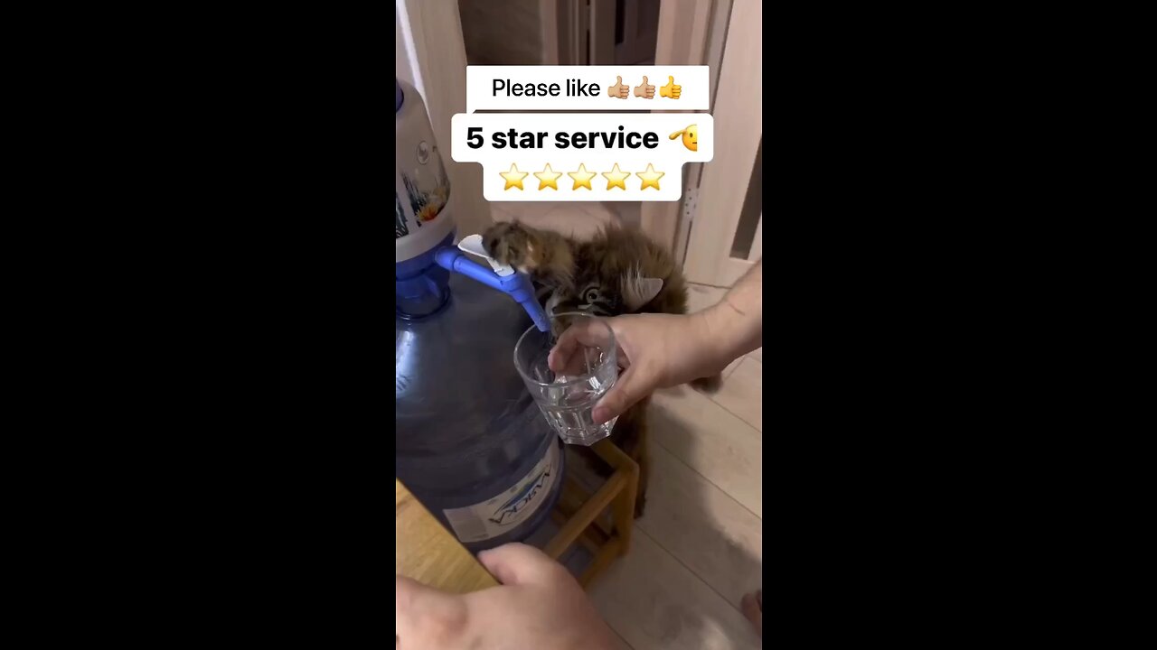 Cat service