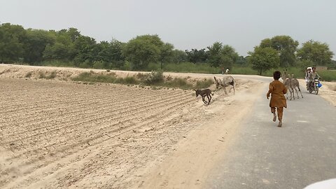 Donkey Race